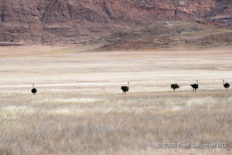 20090608_110106 D3 X1.jpg - Ostrich sighting in Northern Namibia